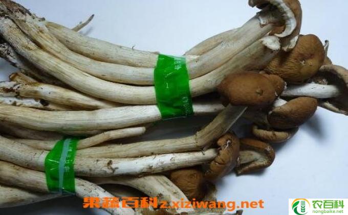 折耳根和什么相克
