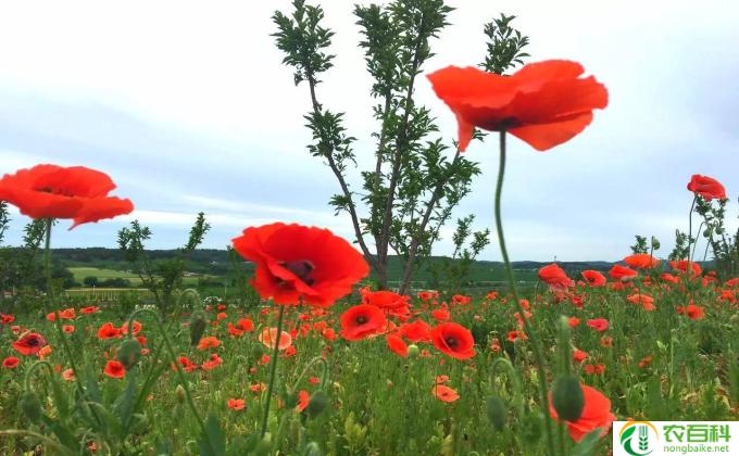 虞美人怎么种植方法(虞美人种植小贴士）