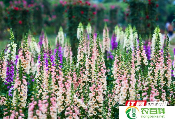 情人草的图片（美丽而绚丽的自然艺术）