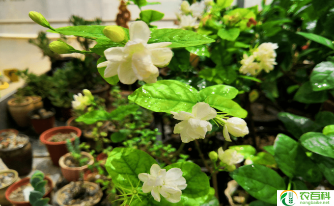 冬季茉莉怎么过冬(茉莉保暖有秘诀）