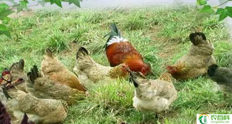 鸡养殖技术（提高产量与质量的关键）