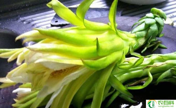 霸王花怎么养(霸王花养护指南）