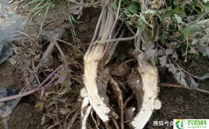 根烂了怎么处理(不合格根烂了，怎么处理？）