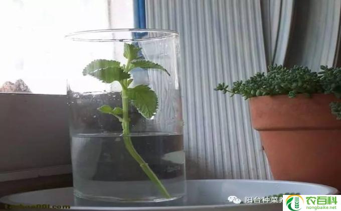 马约兰怎么种(马约兰种植技巧）