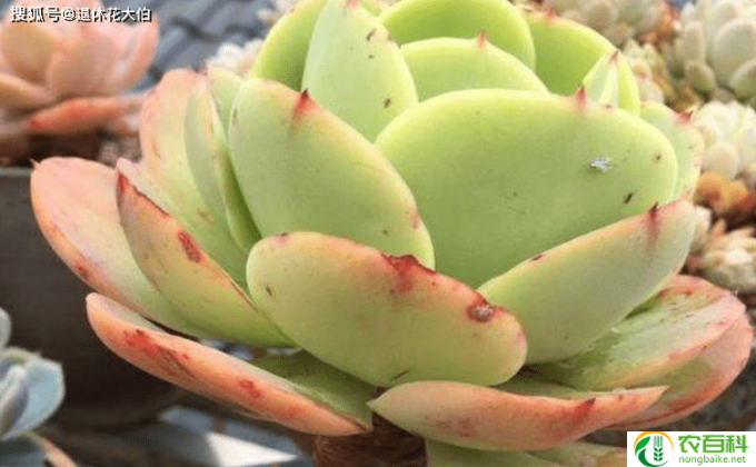 多肉新栽的怎么处理(多肉新栽处理）