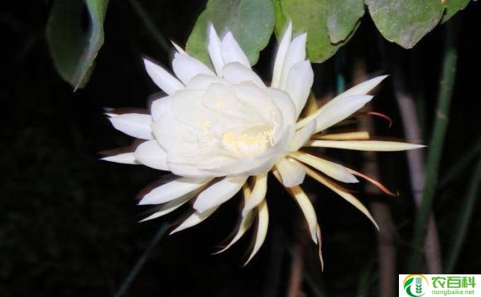 昙花是怎么开的(昙花开放之迷）