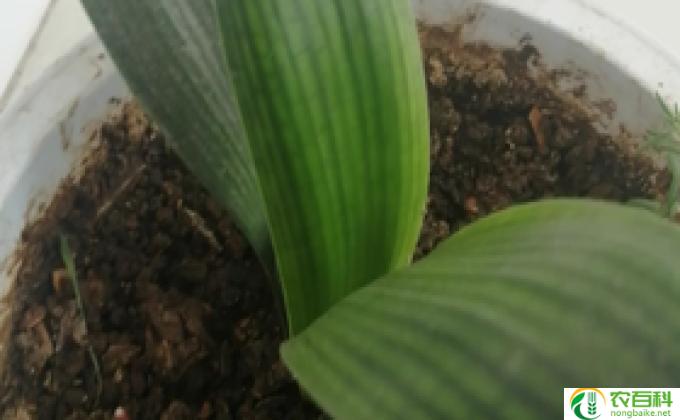 盆栽植物怎么松土(如何松土盆栽植物)