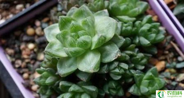 豆瓣绿一棵怎么爆盆（绿植养护技巧分享）