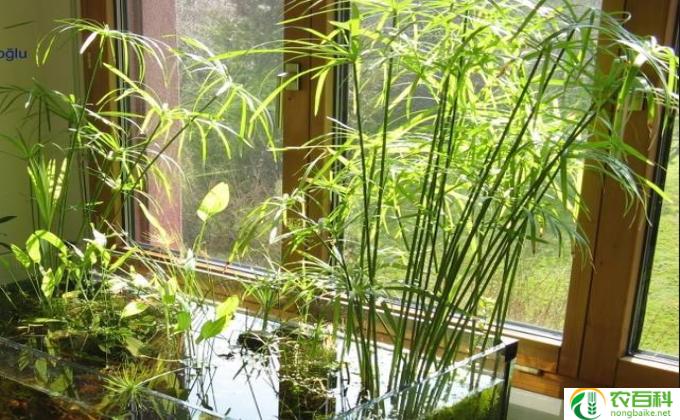 孔雀竹怎么栽培(孔雀竹种植技巧）