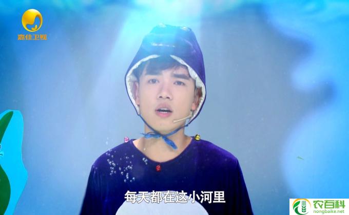 小鲤鱼历险记大结局为何是悲剧,小鲤漂游悲离题