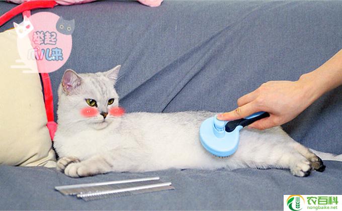猫怎么叫
