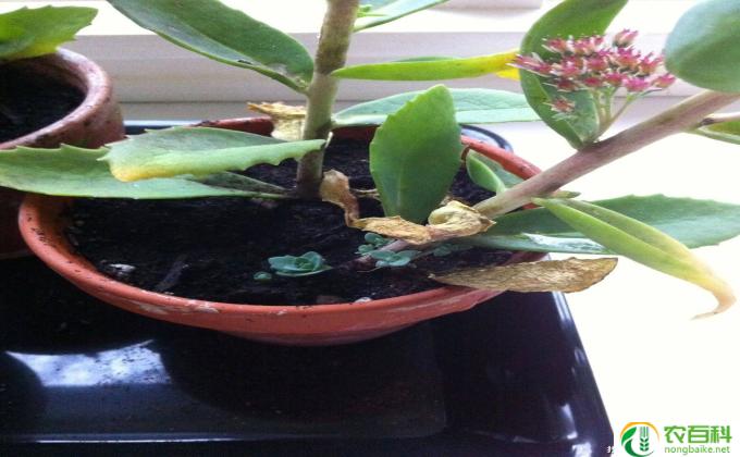 木本花会怎么扦插(木本花扦插的方法简单有效）