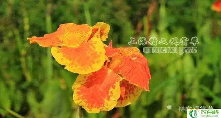 美人蕉有几种名称（品种多样，名字不一）