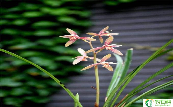 株兰花怎么养(株兰花养护秘籍）