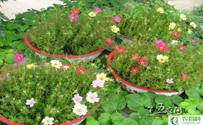 半枝莲怎么种(半枝莲 种植技巧）