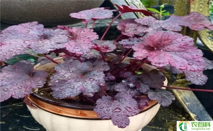 盆栽山丹丹花怎么养(五岁小山丹丹花秘籍）