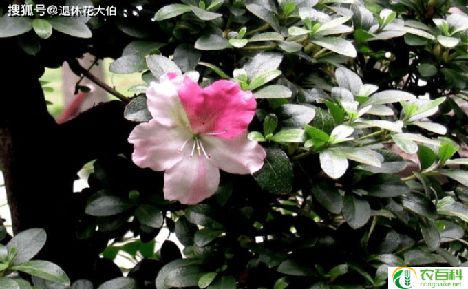 杜鹃掉叶子怎么办(掉叶杜鹃的护理要点）