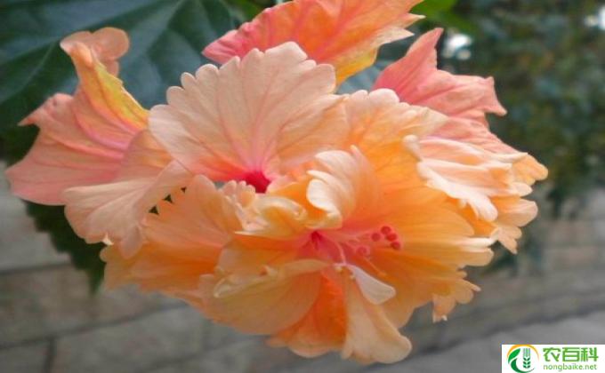 朱槿花怎么繁殖(朱槿花繁殖指南）