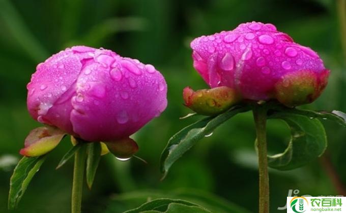 墨丽花冬天怎么养(冬季养护墨丽花小贴士）