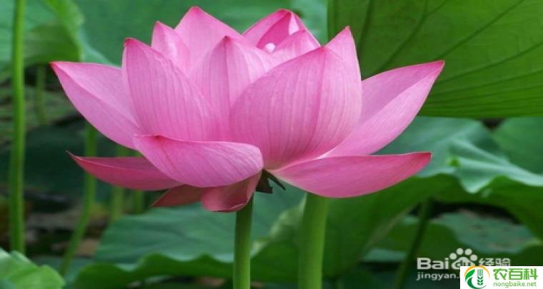 荷花如何栽种（步骤详解）