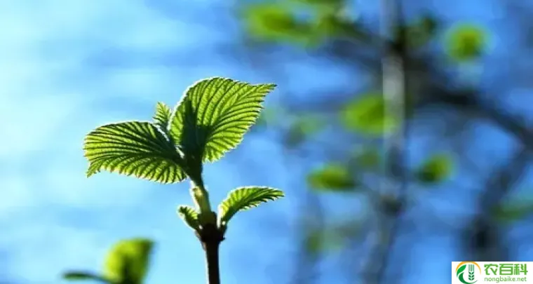 自然花图片大全（美丽花朵的绚烂世界）
