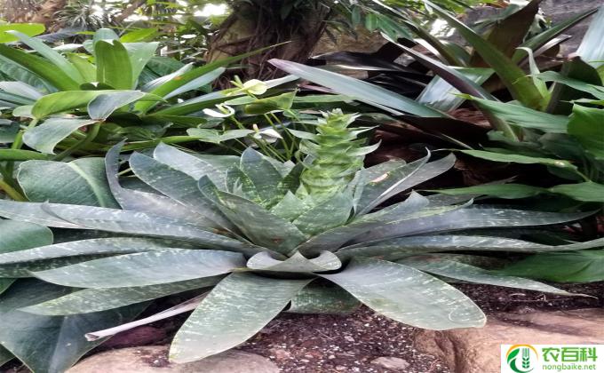 凤梨植物怎么施肥(凤梨施肥要注意的事项）