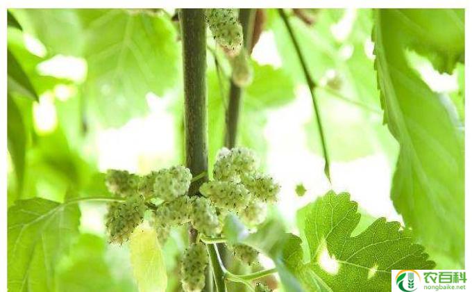 桑花怎么养(如何养护桑花？）