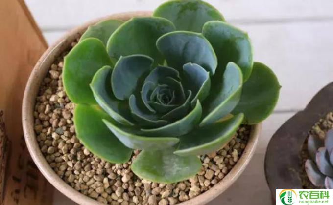 多肉休眠怎么处理(多肉植物的休眠处理）