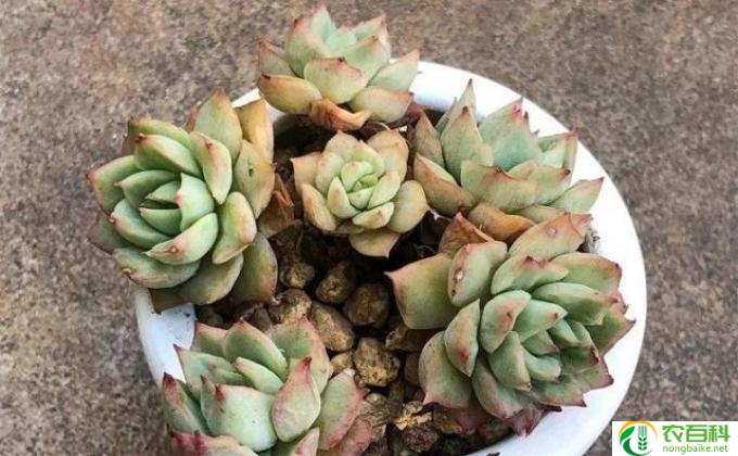 裸根多肉怎么种(种植裸根多肉的技巧）