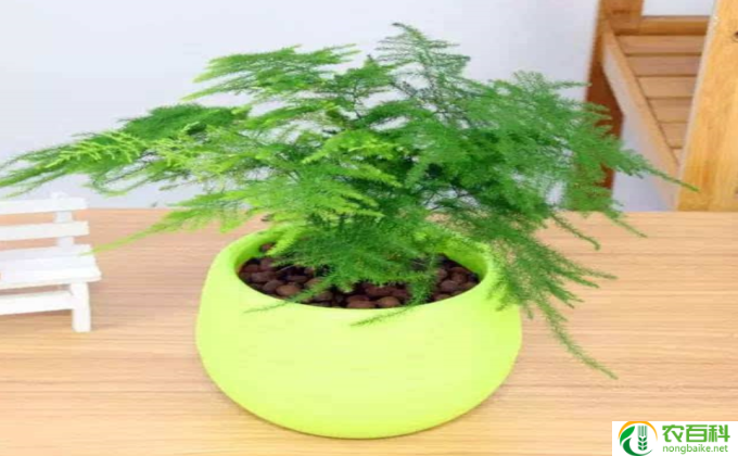 文竹枯萎怎么拯救(急救文竹：拯救枯萎）
