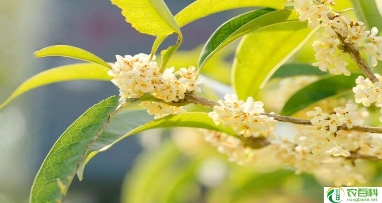 红花月桂开花图片(绚丽花海,美不胜收)-农百科