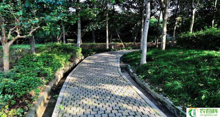 陡坡绿化种植乔木（提高生态环境的有效措施）
