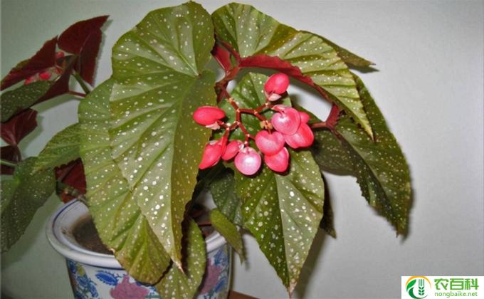 球根秋海棠怎么养(球根秋海棠栽培小技巧)