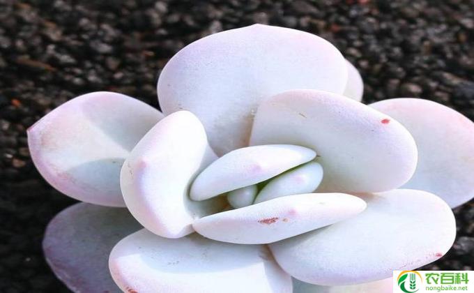 怎么繁殖雪莲苗(繁殖雪莲苗）