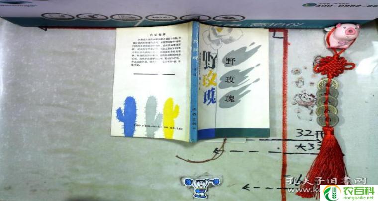 野玫瑰 小说（热血少年的成长之路）