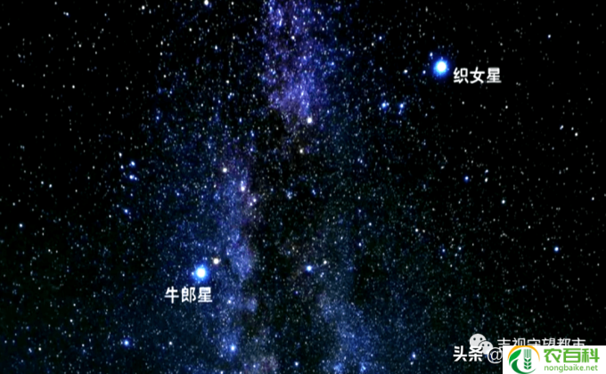 七夕 干什么(七夕浪漫夜）