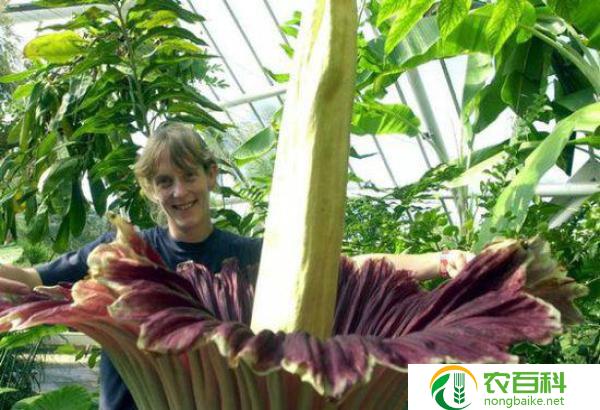 什么花先开花再长叶子(揭示植物生长规律的奇特现象)