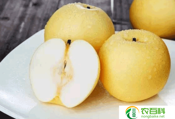 哪种梨子止咳化痰效果好（如何选择最适合的梨子品种）