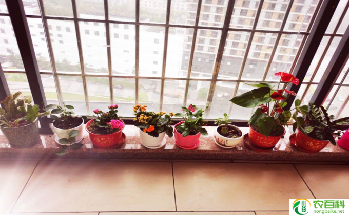 植物盆栽怎么做(简易室内植物盆栽制作）