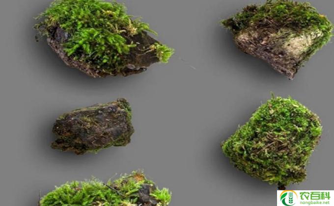 青苔怎么养浇水(青苔浇水要注意的几点）