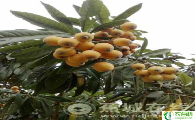 枇杷在家怎么种(如何在家种植枇杷）