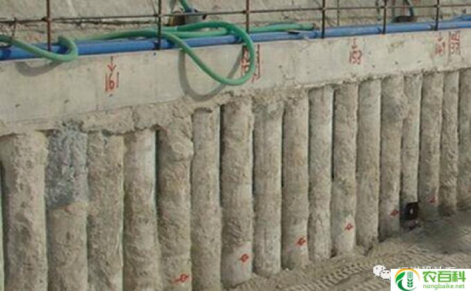 桩怎么种活(活桩之道）