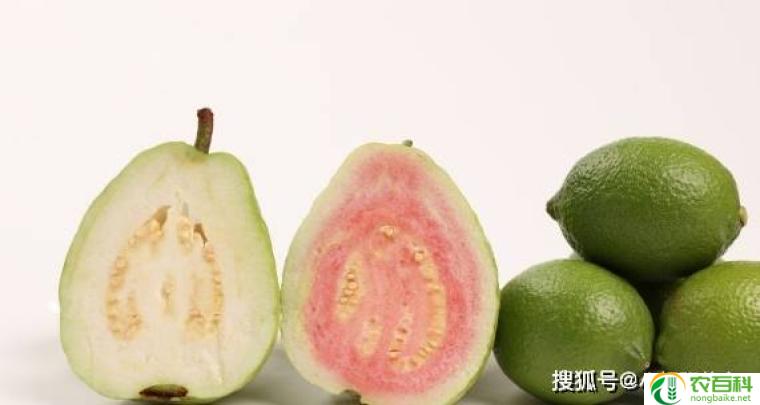 芭乐跟什么味道很像(甜蜜的夏日滋味)