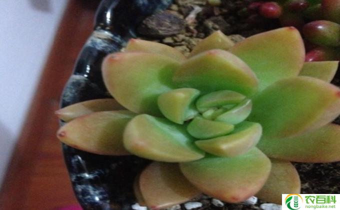 的多肉虹之玉怎么养(多肉虹之玉的养殖方法）