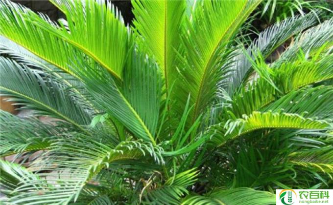 铁树叶子发黄是怎么办(怎样处理铁树叶子发黄问题)