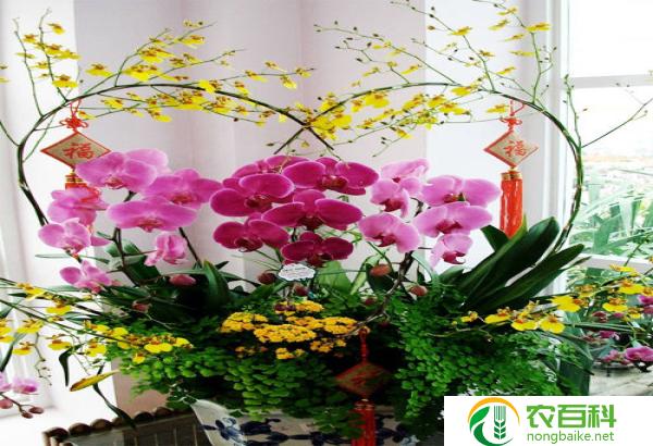 家中养梅花到底好不好(美丽与繁花似锦的乐趣)