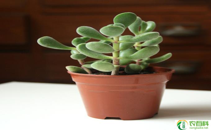 景天科植物怎么养(景天科植物养护要点）