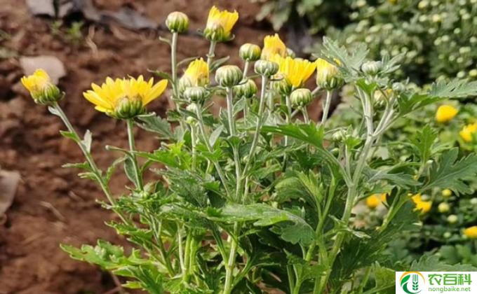 菊花幼苗怎么施肥(菊花施肥技巧)