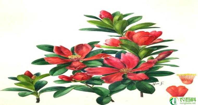 马缨花简介（鲜艳多彩的花卉）