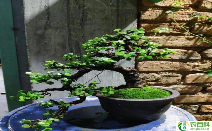 金枝玉叶的水怎么浇(如何正确浇水给花草浇水？）